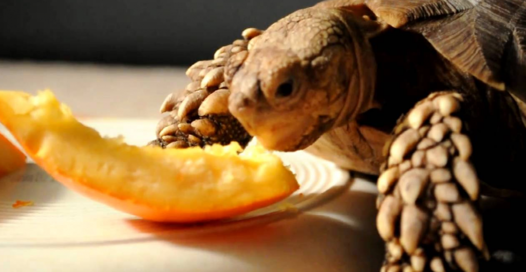 eastern box turtle eating fruit