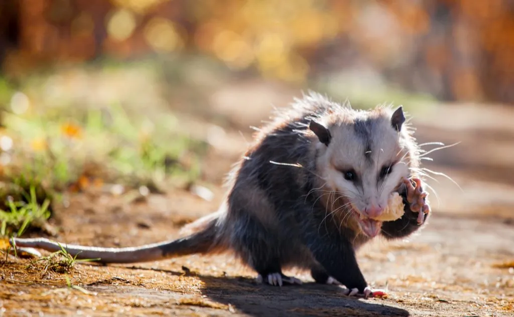 opossum eating banana