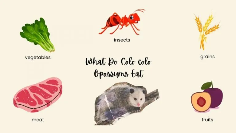 What Do Colo colo Opossums Eat