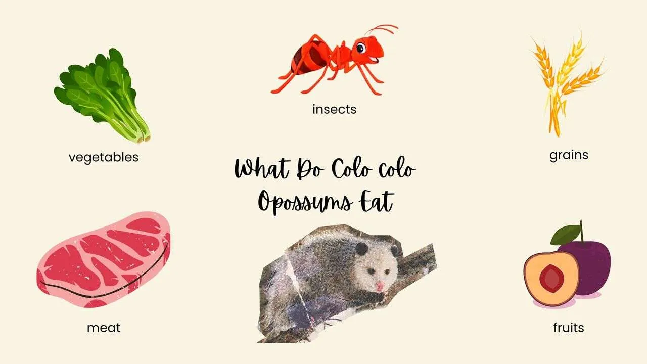 What Do Colo colo Opossum Eat?