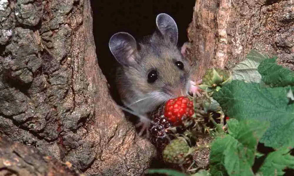field mouse eating fruits