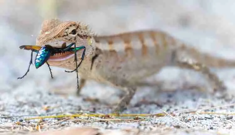 small lizard eating 