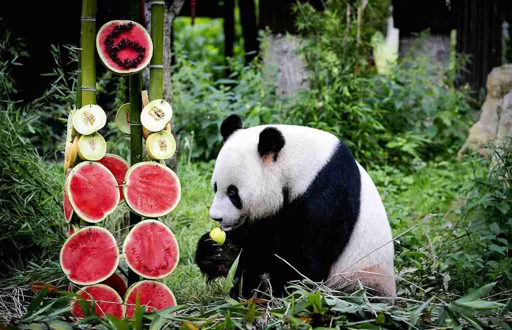panda bear eating fruits