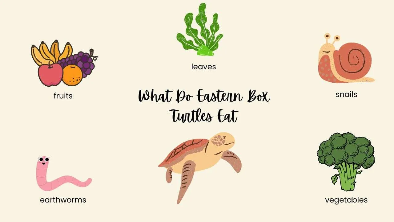 What Do Eastern Box Turtles Eat?