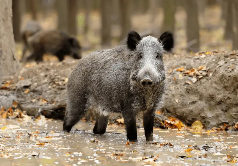 wild boar in field