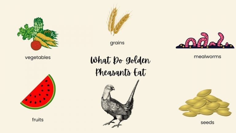 What Do Golden Pheasants Eat