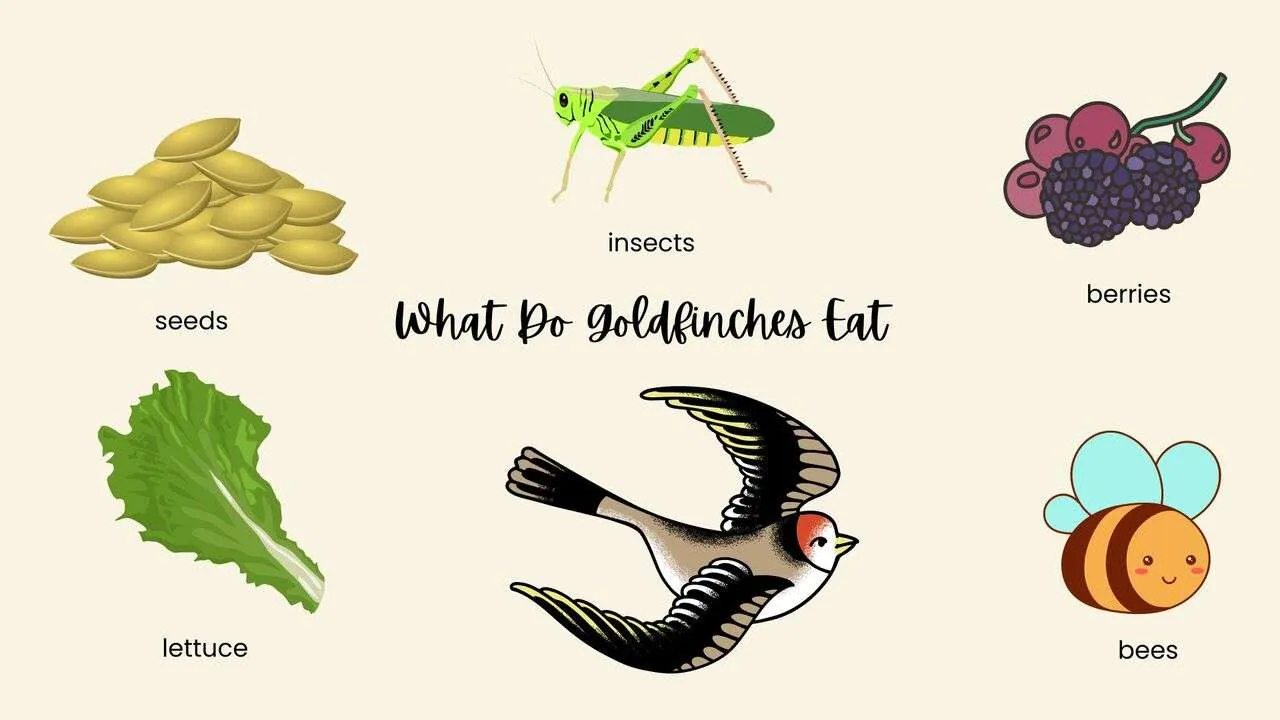 What do goldfinches eat