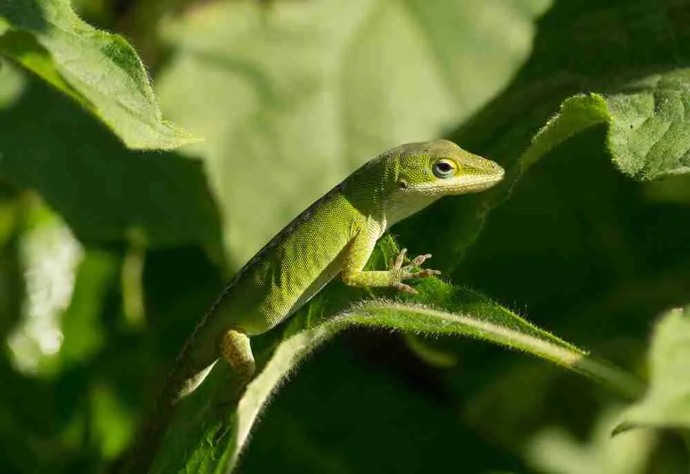 green lizard in wildlife