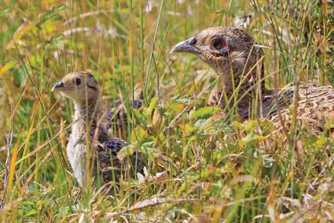 Baby Pheasant with mother in field