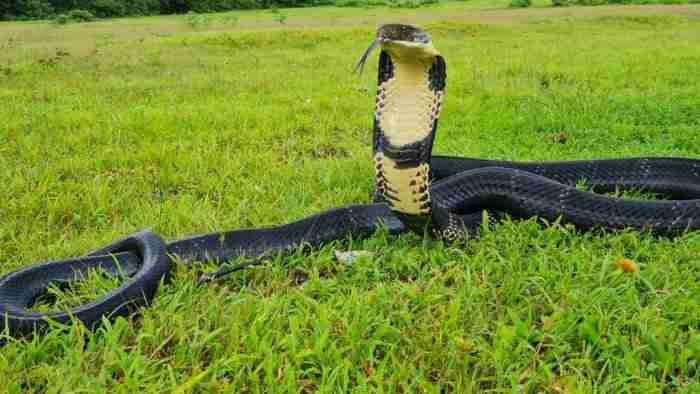 king cobras in wildlife
