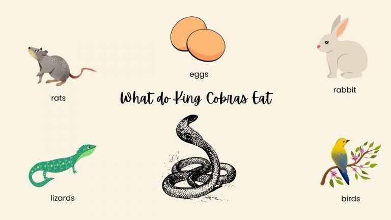 What do King Cobras Eat