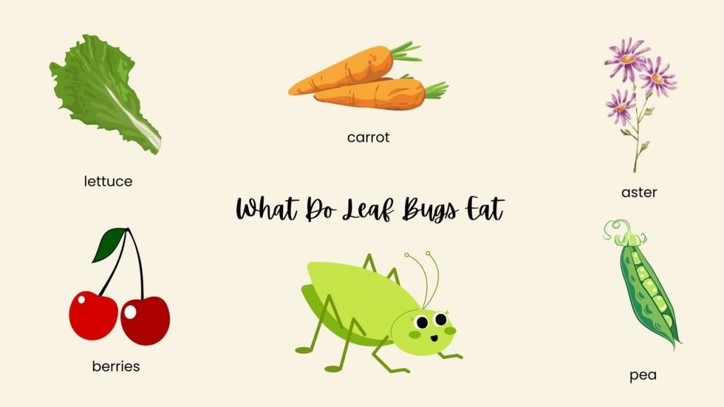 What Do Leaf Bugs Eat