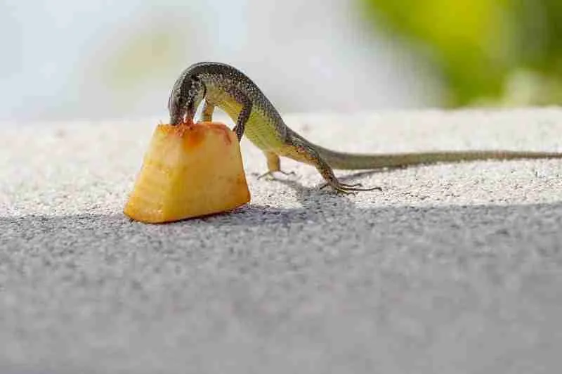 small baby lizard eating