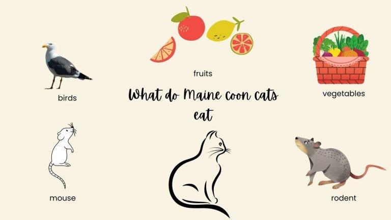 What do Maine coon cats eat