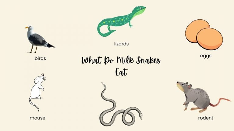 What Do Milk Snakes Eat