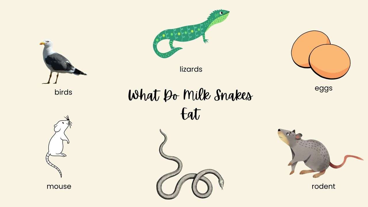 What Do Milk Snakes Eat?