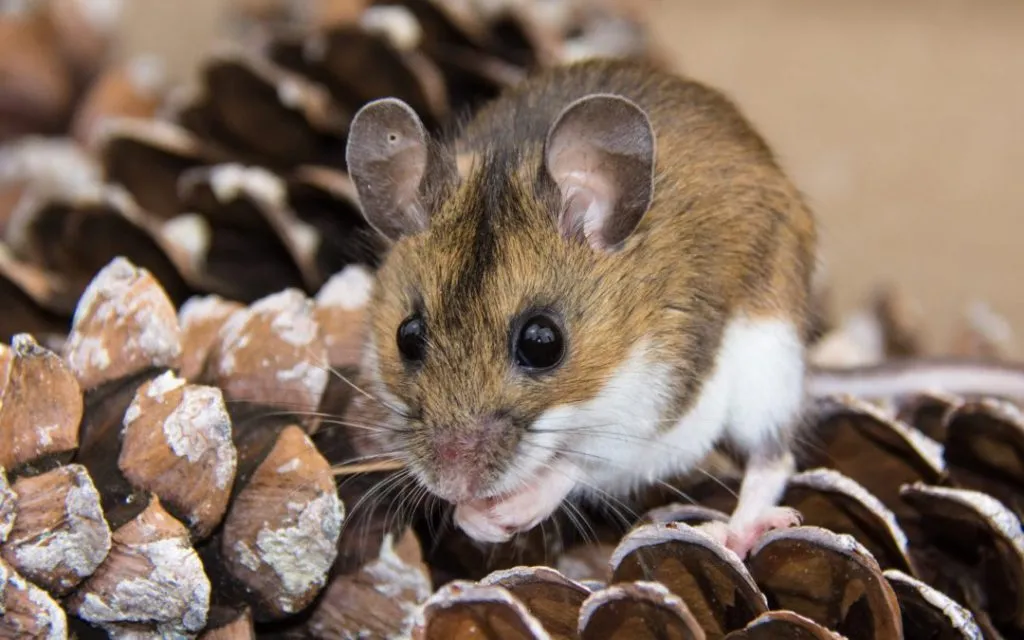 field mouse in captivity