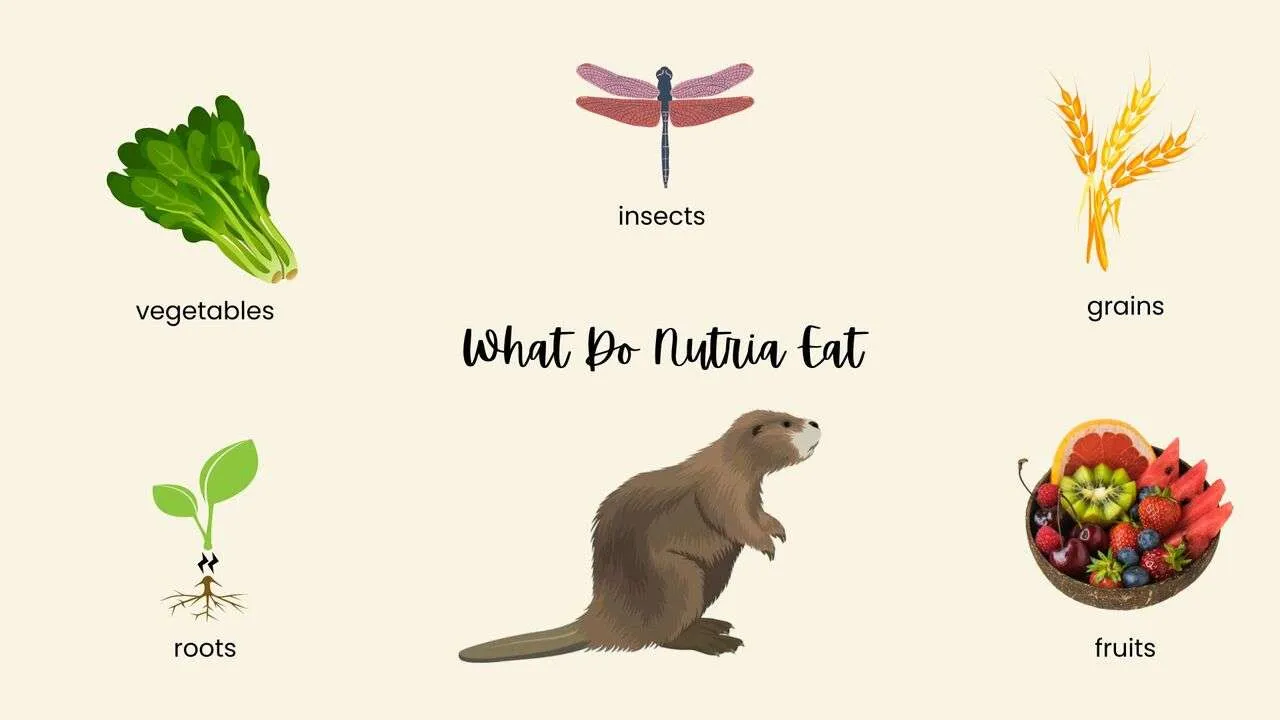 What Do Nutria Eat