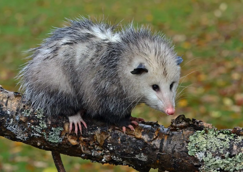 opossum in garden