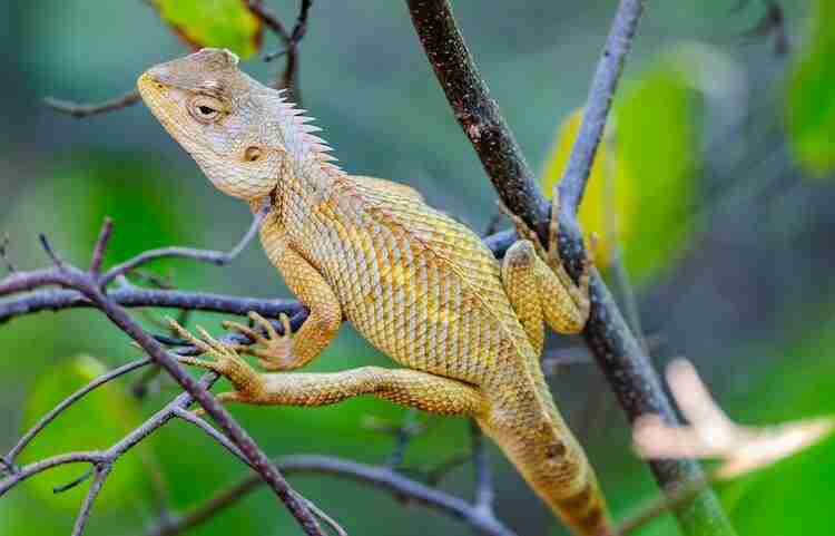 small garden lizard in wildlife
