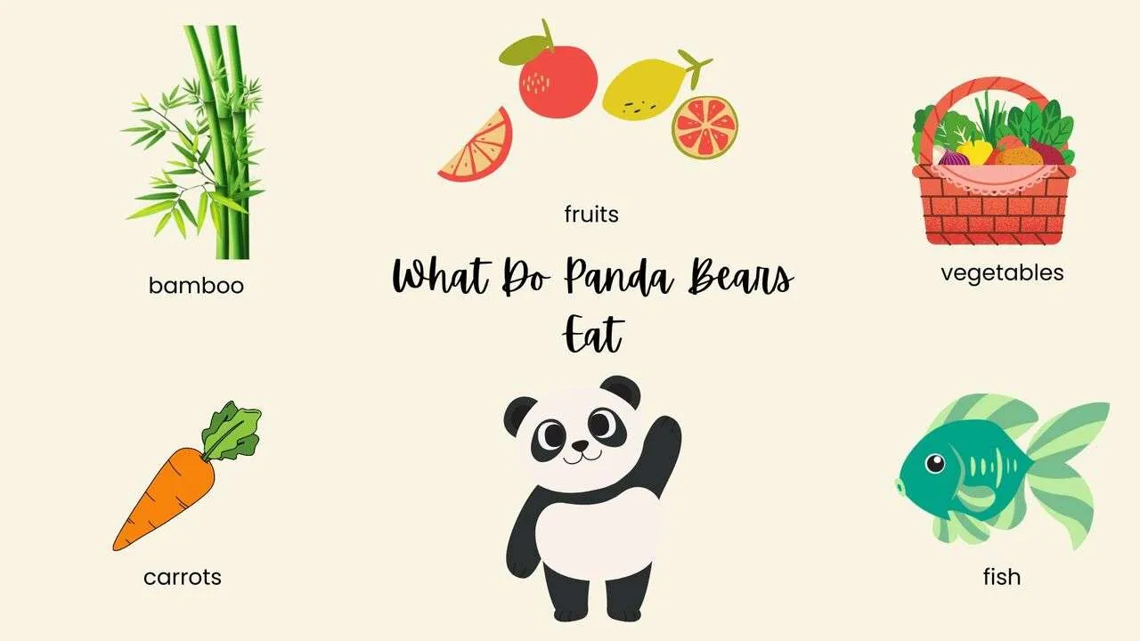 What Do Panda Bears Eat?