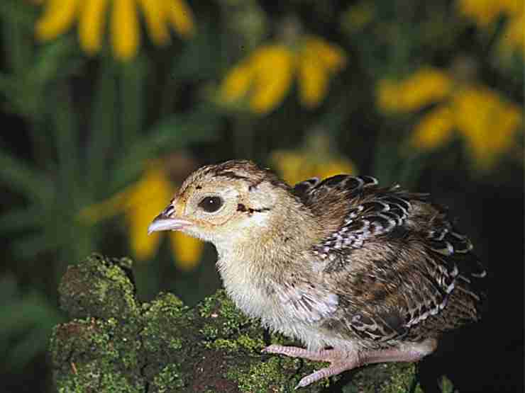 Baby Pheasant in field