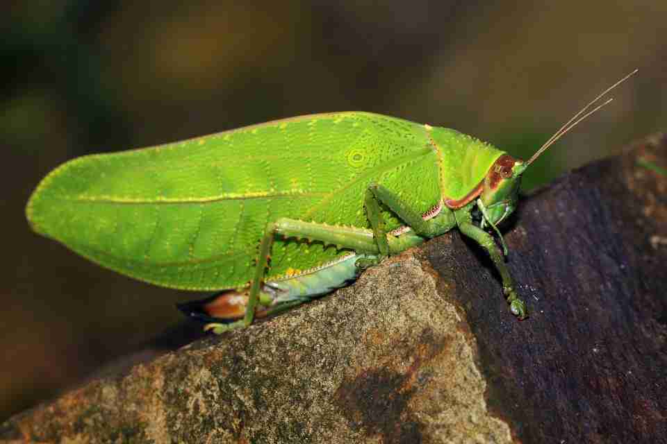 green leaf insects