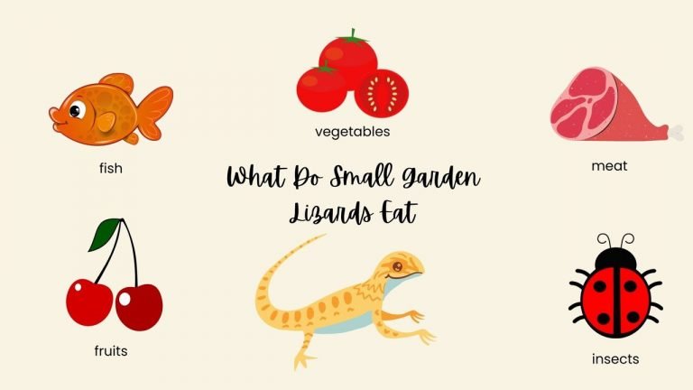 What Do Small Garden Lizards Eat