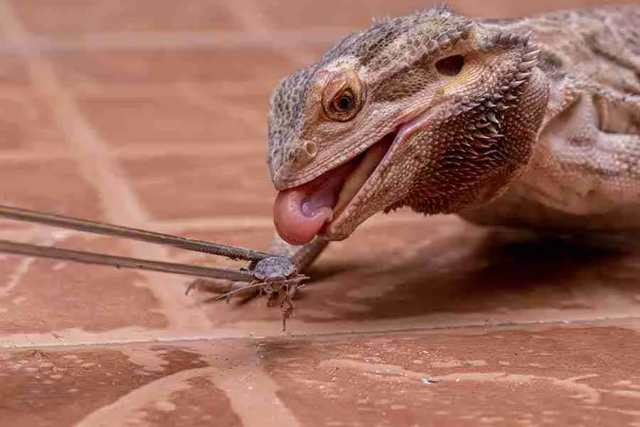 garden lizard eating