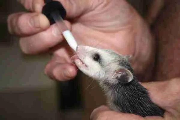 baby opossum taking feed
