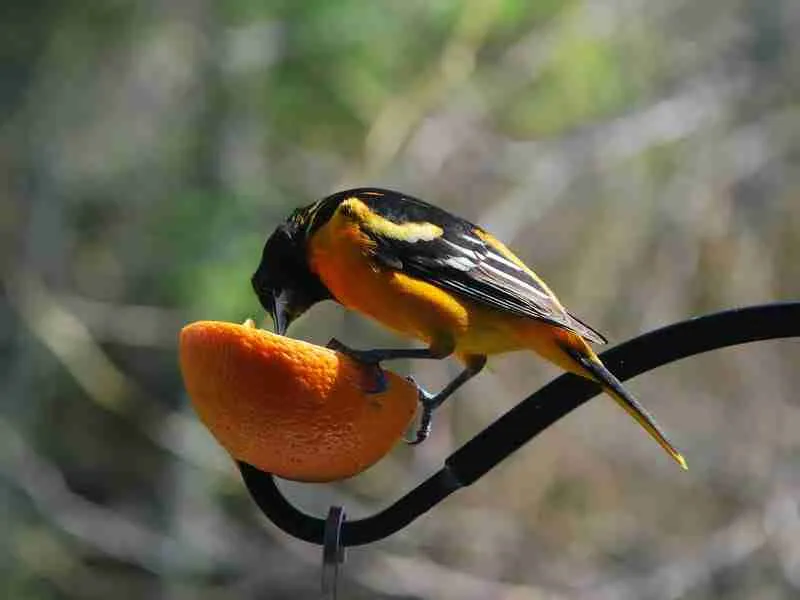 baby baltimore oriole in the wild