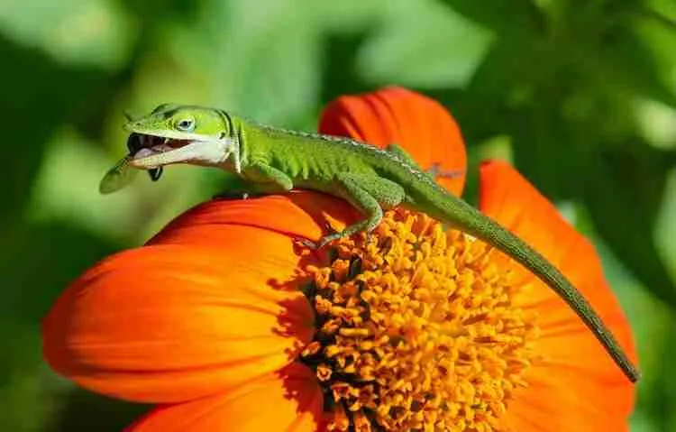 small garden lizard eating insect
