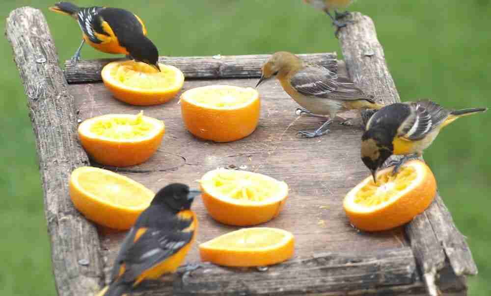 baltimore birds eating oranges