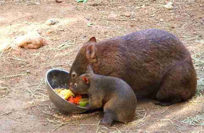 wombats eating vegetable
