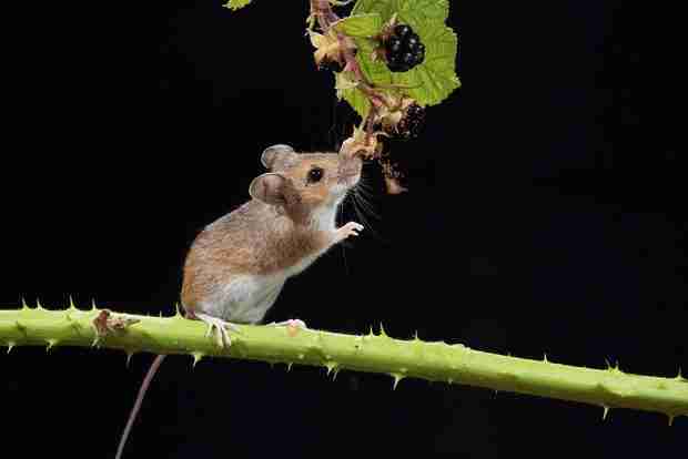 field mice on tree
