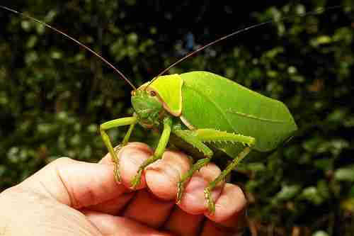 green leaf bug in wild life