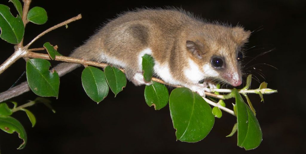 colo colo opossum on tree