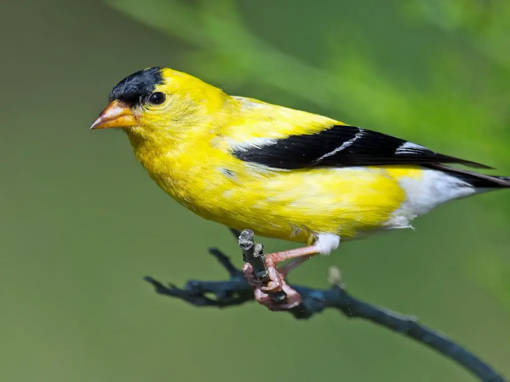 goldfinch bird