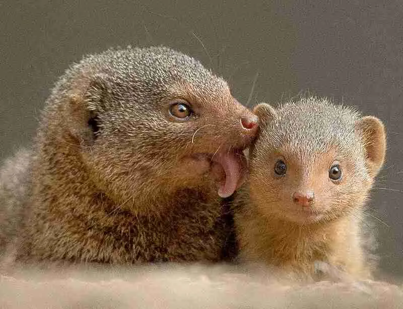 baby mongooses with mama mongooses