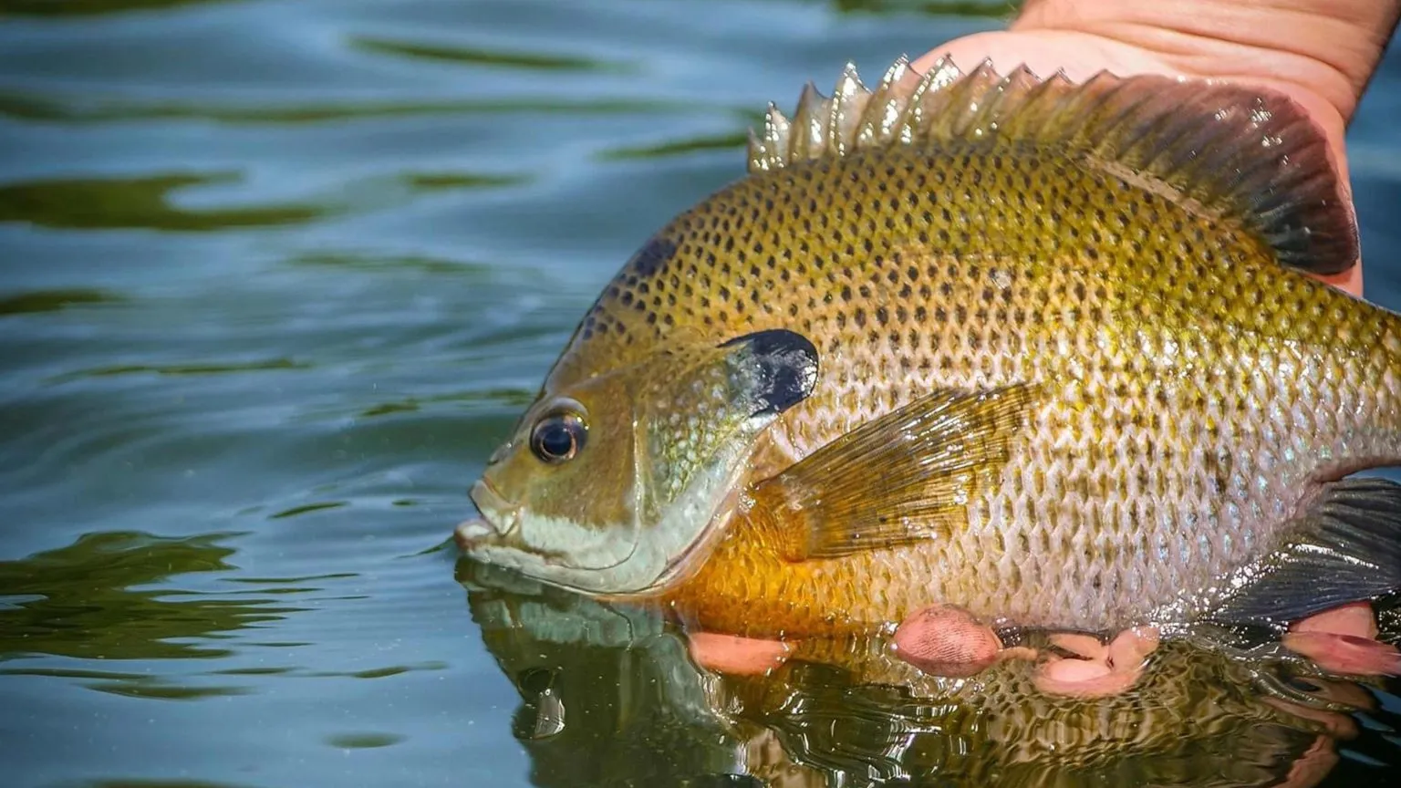 What Do Bluegill Eat?