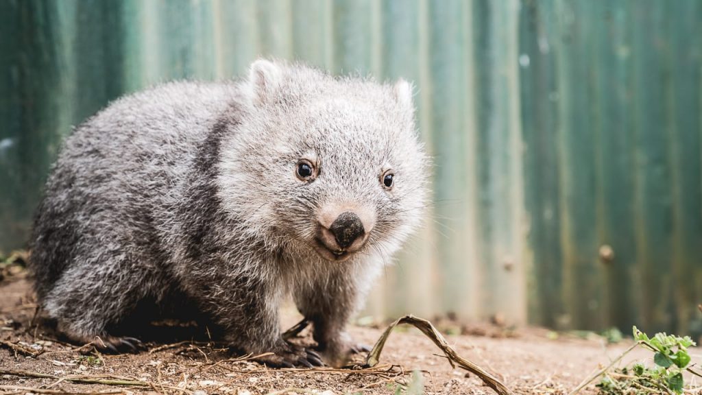 What do baby wombats eat