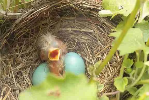 baby baltimore oriole in the nest