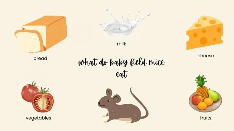 what do baby field mice eat