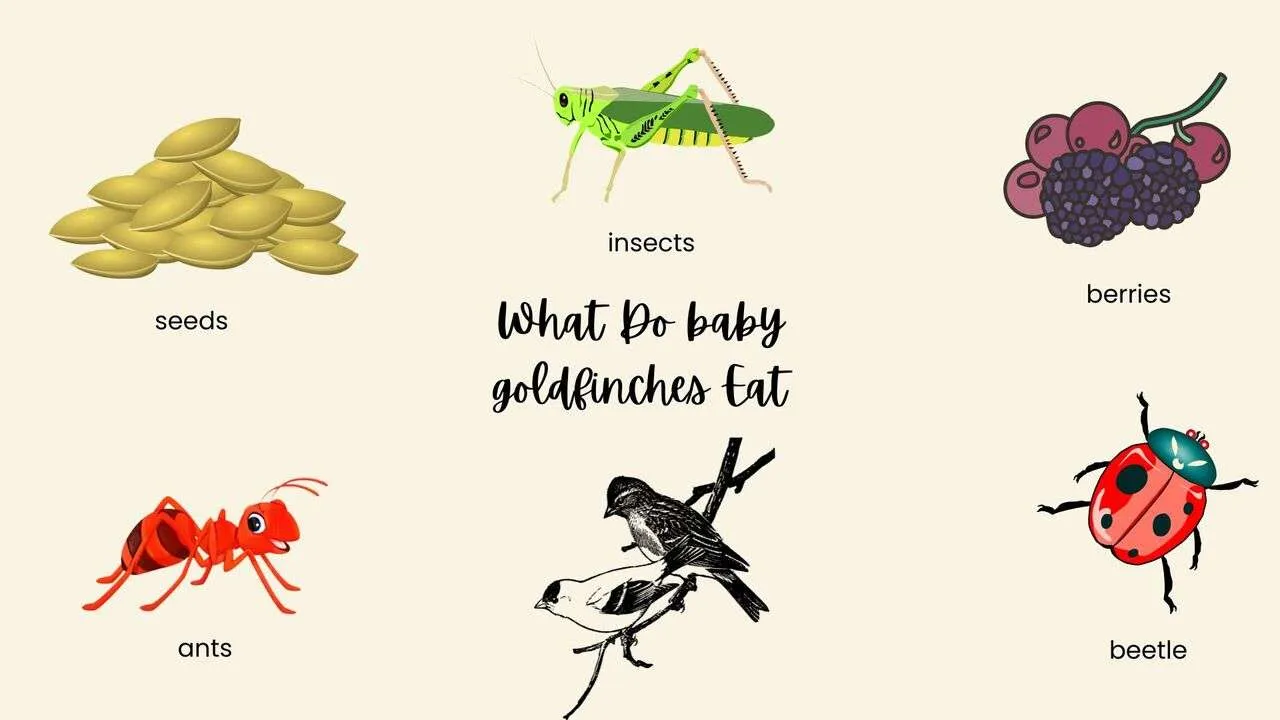 What do baby goldfinches eat?