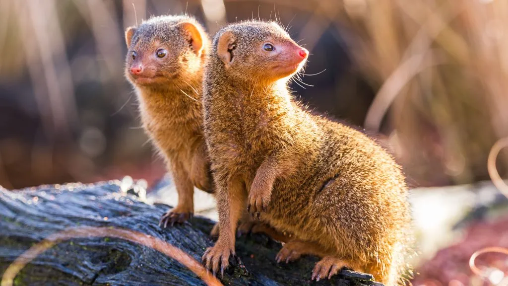 baby mongooses in nature