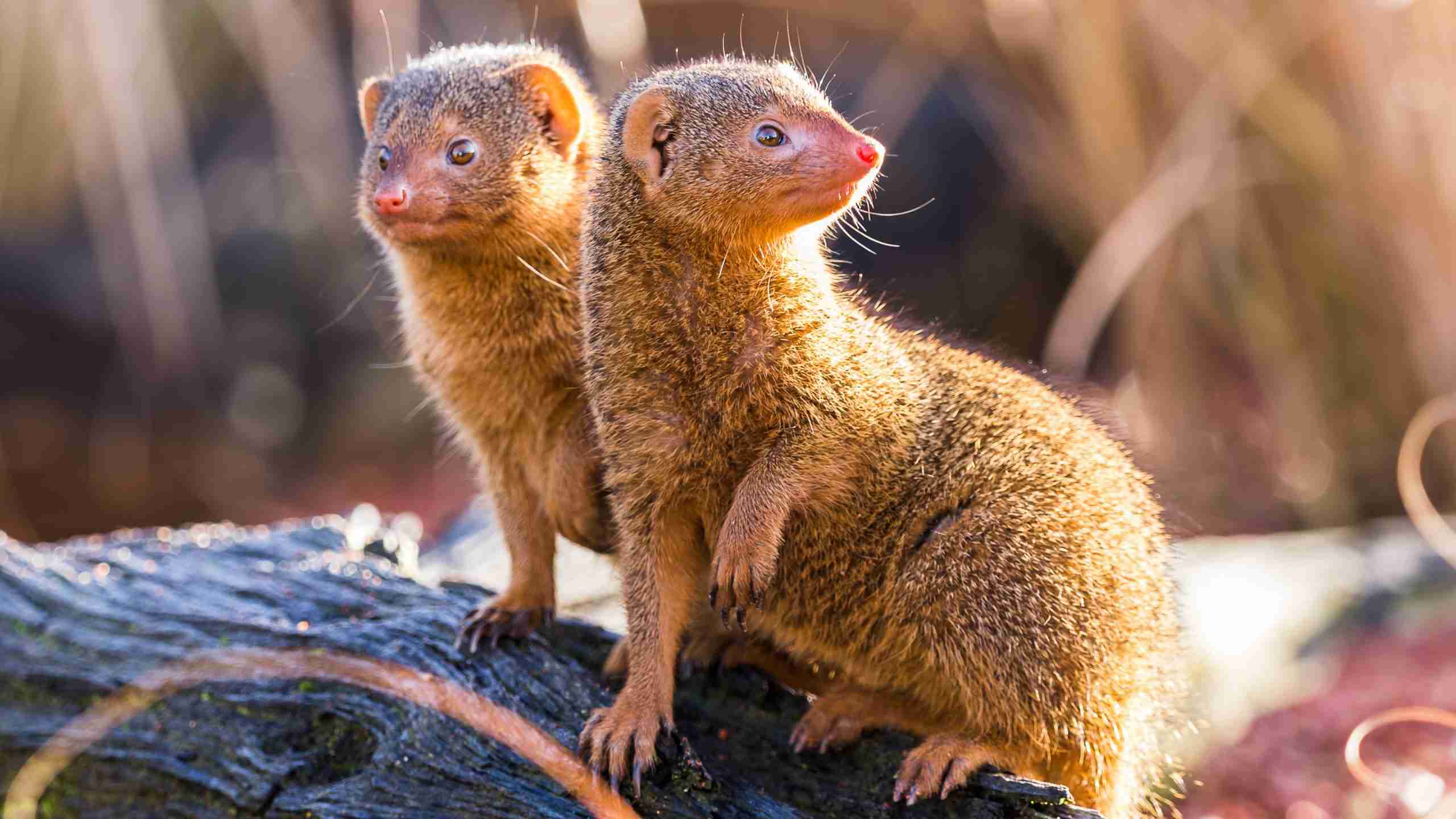 What Do Baby Mongooses Eat
