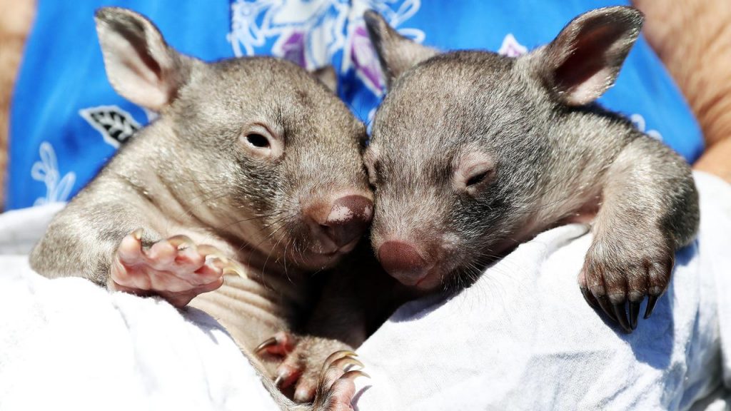 small wombats