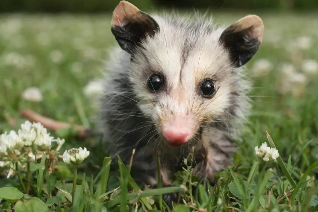 baby opossum in field