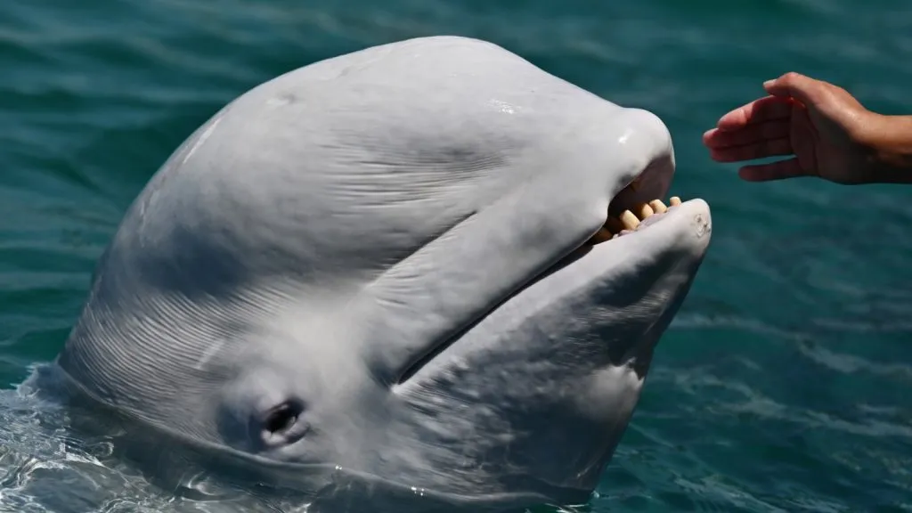 beluga whale smiling