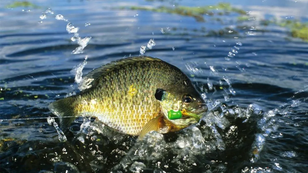 bluegill in sea